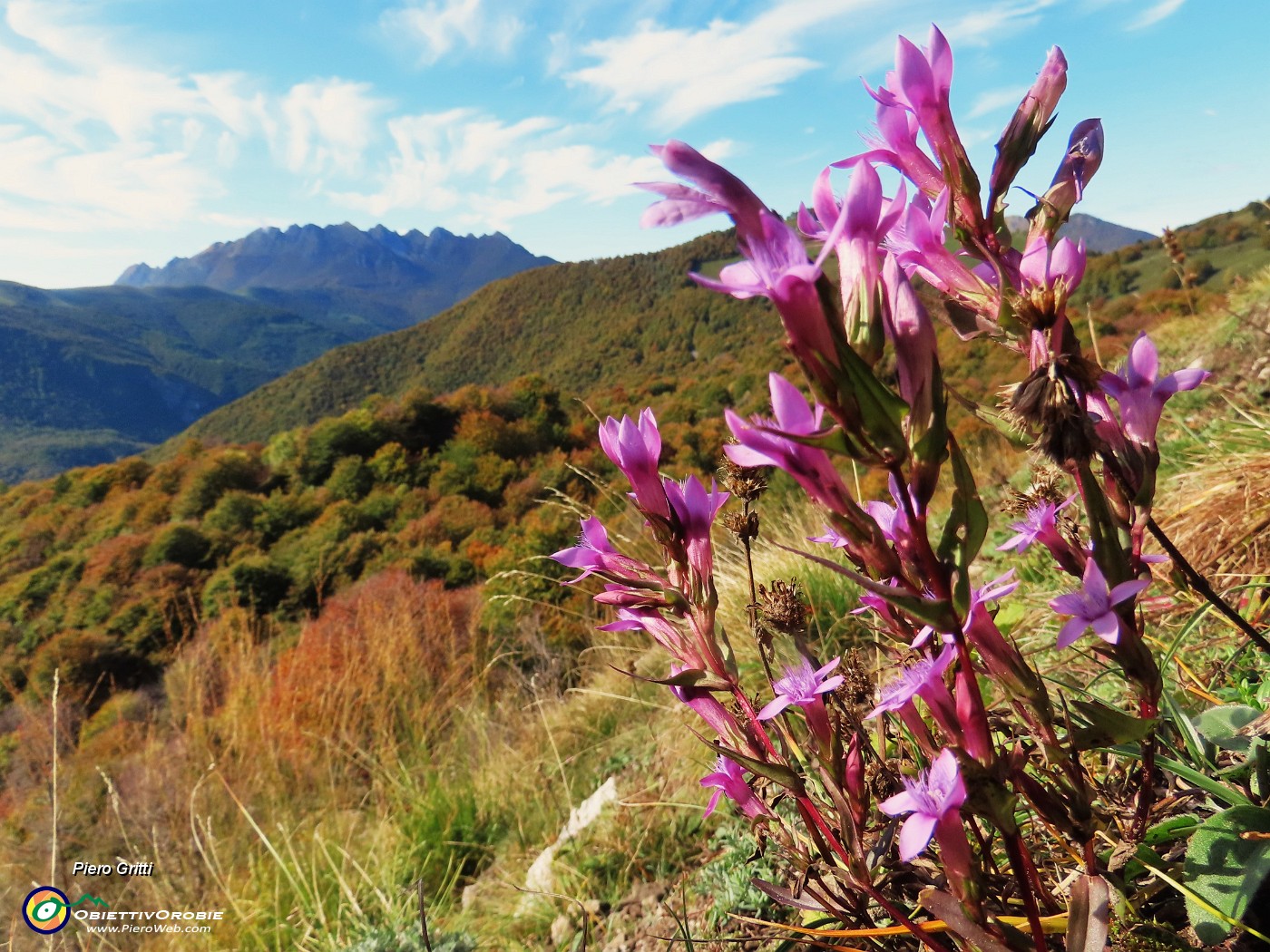 51 Gentianella anisodonta (Genzianella anisodonta) con vista verso la Sella e il Resegone.JPG